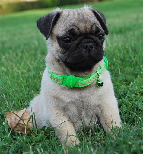 pug on sale|pugs puppies for sale.